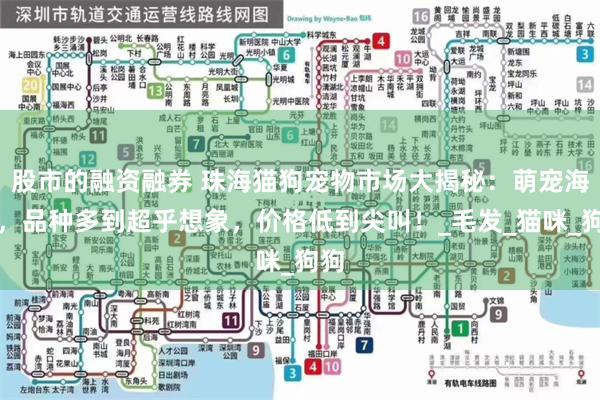 股市的融资融券 珠海猫狗宠物市场大揭秘：萌宠海洋，品种多到超乎想象，价格低到尖叫