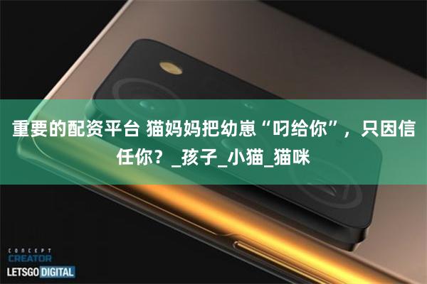 重要的配资平台 猫妈妈把幼崽“叼给你”，只因信任你？_孩子_小猫_猫咪